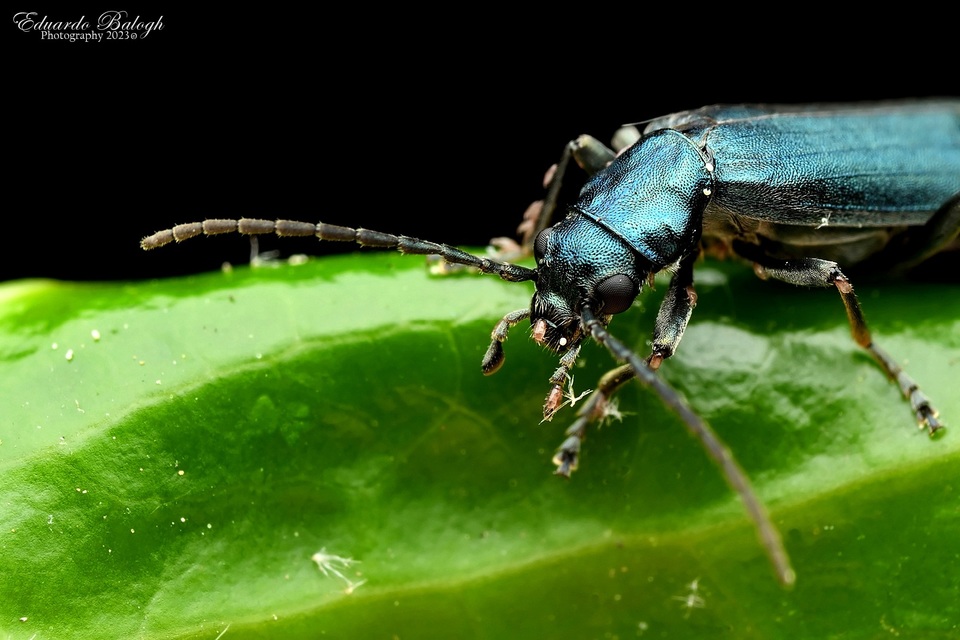 Ischnomera