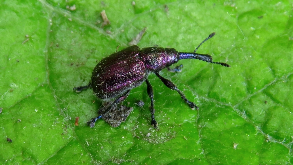 Rhynchites auratus - aranyos eszelény