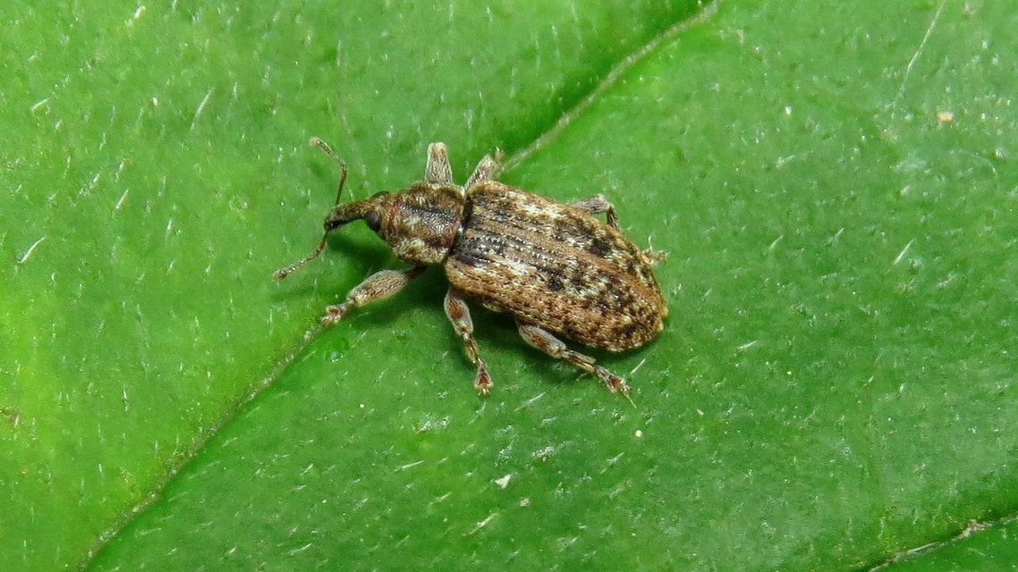 Dorytomus ictor - szegélyes hangormányos