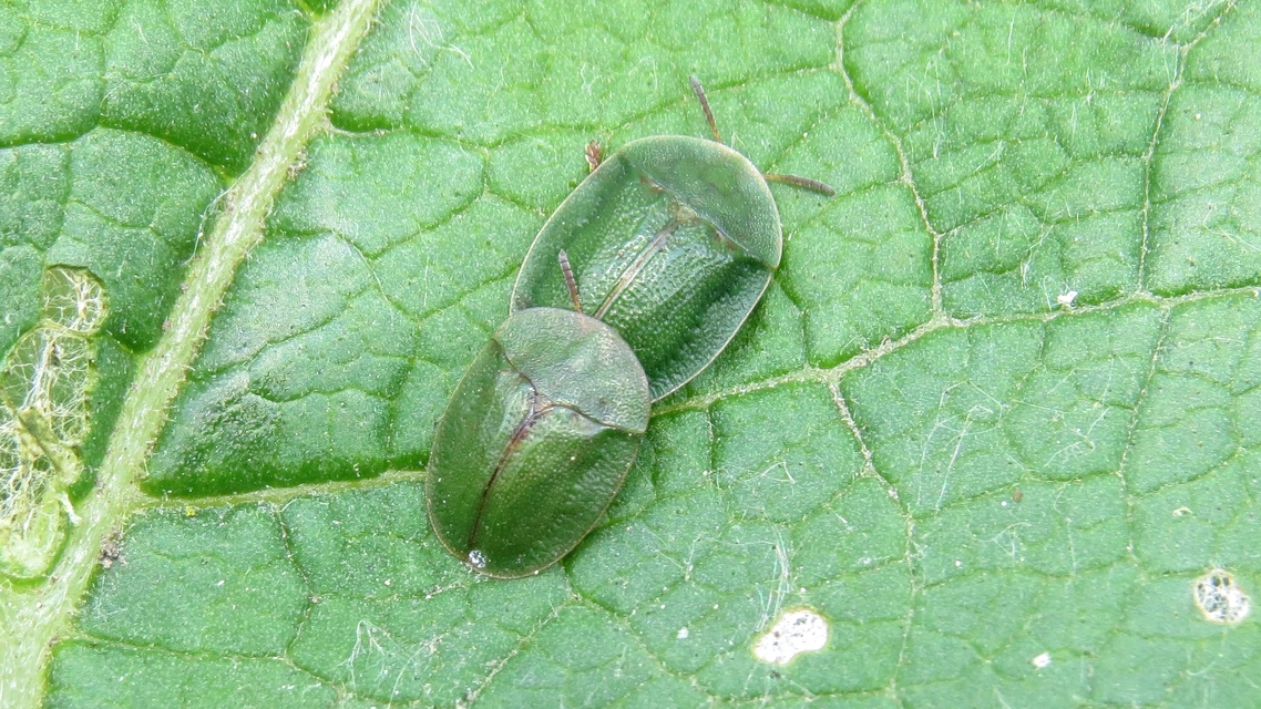 Cassida rubiginosa - lapos pajzsbogár Cassida rubiginosa - lapos pajzsbogár