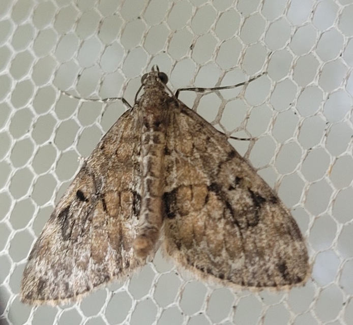 Thera variata/britannica