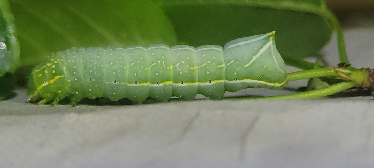 Amphipyra pyramidea - fahéjszínű bagoly