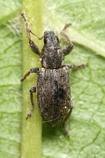 Sitona humeralis - lucerna-csipkézőbogár
