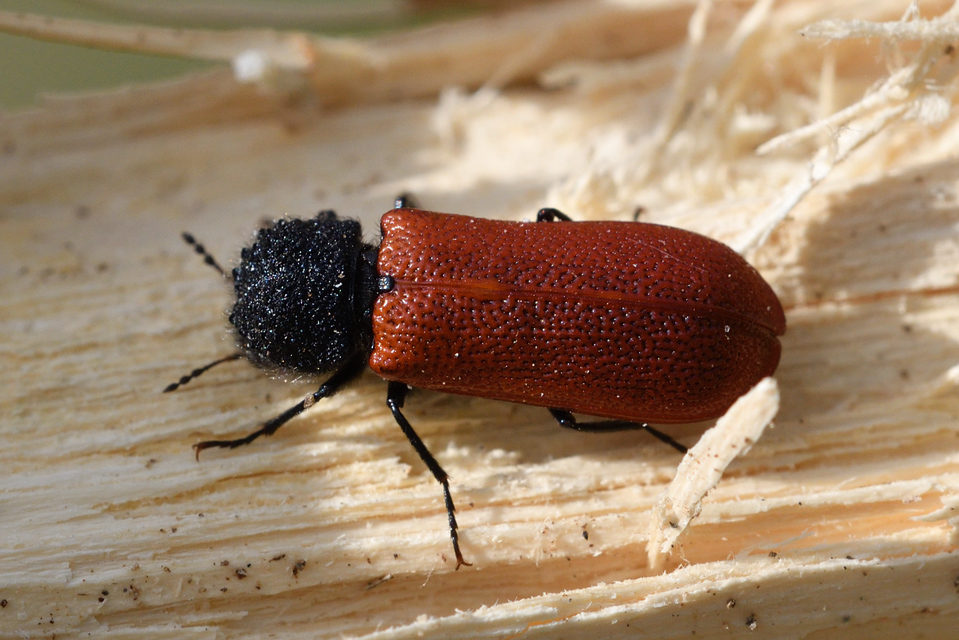 Bostrichus capucinus - piros csuklyásszú