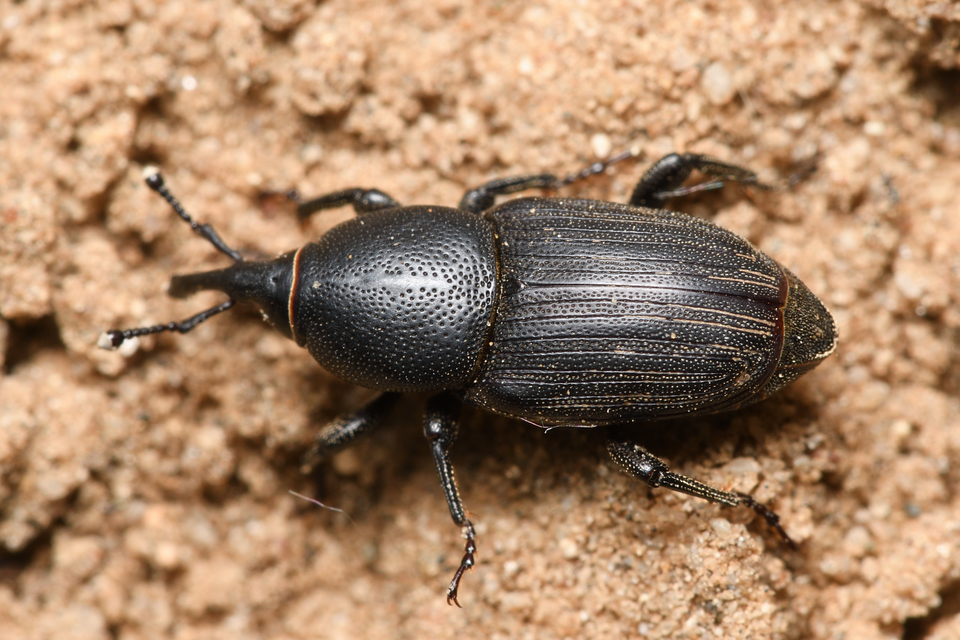 Sphenophorus striatopunctatus - mezei zsuzsok