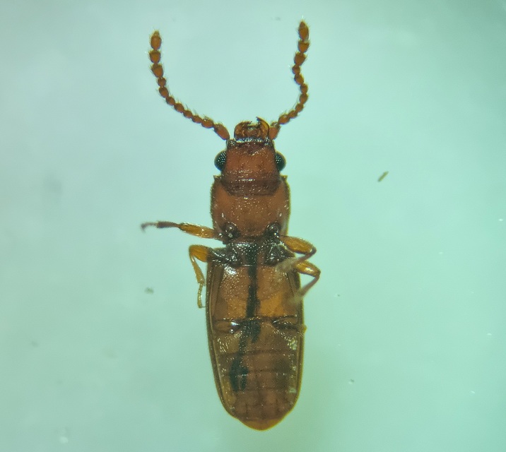 Laemophloeidae - szegélyeslapbogár-félék