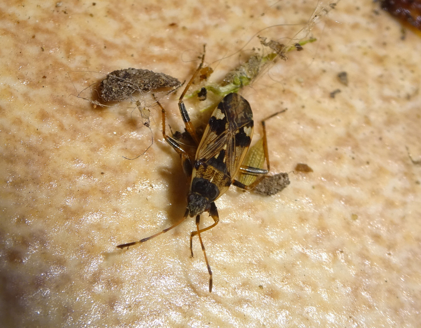 Beosus maritimus - homoki bodobács