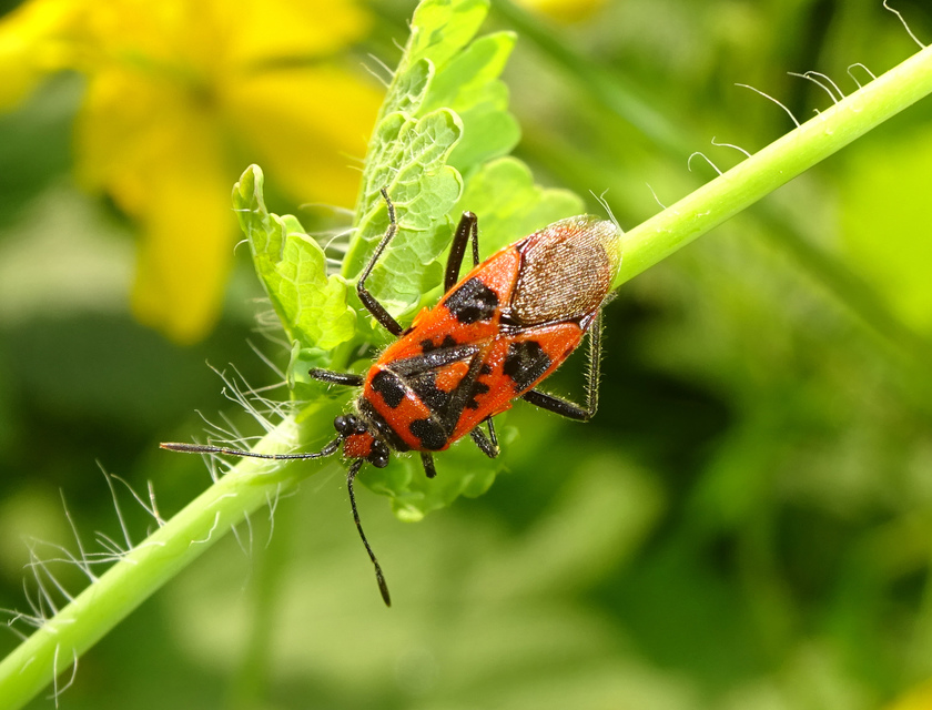 Corizus hyoscyami - piros karimáspoloska