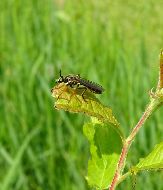 Dioctria rufipes
