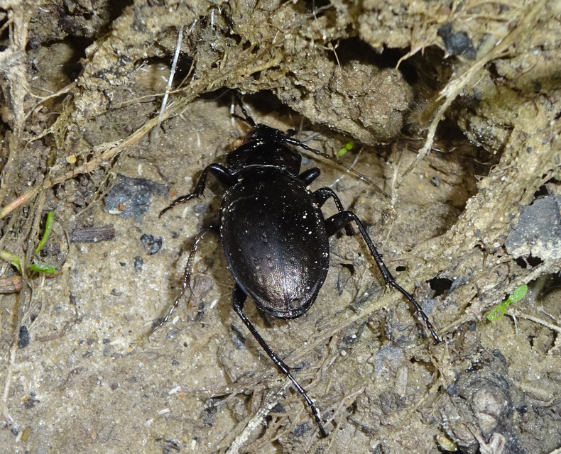 Carabus nemoralis - ligeti futrinka