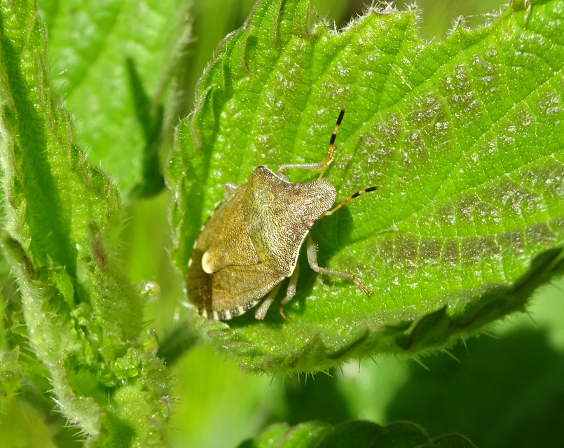Peribalus strictus - tavaszi címerespoloska Peribalus strictus - tavaszi címerespoloska