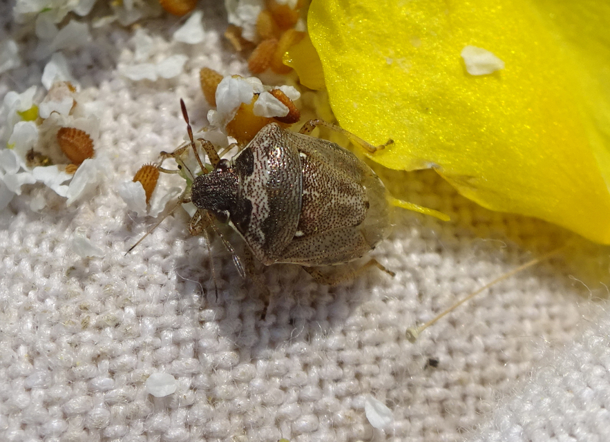 Eysarcoris ventralis - fakó feketefejű-poloska Eysarcoris ventralis - fakó feketefejű-poloska