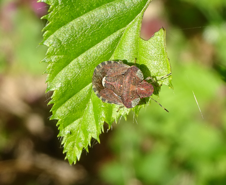Dyroderes umbraculatus Dyroderes umbraculatus