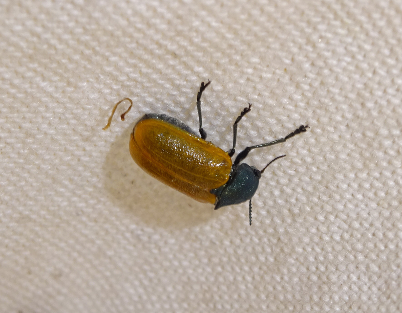 Labidostomis