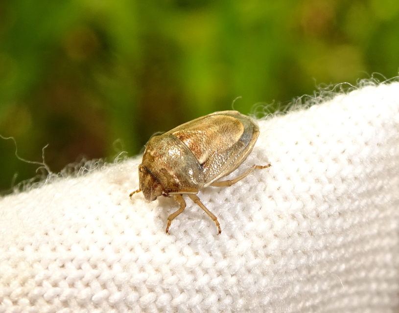 Neottiglossa leporina - sárgahasú címerespoloska Neottiglossa leporina - sárgahasú címerespoloska