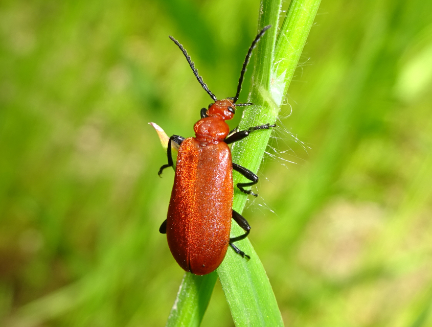 Pyrochroa serraticornis - közép-bíborbogár