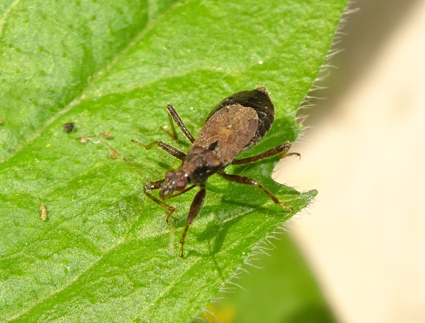 Himacerus mirmicoides - csalán-tolvajpoloska