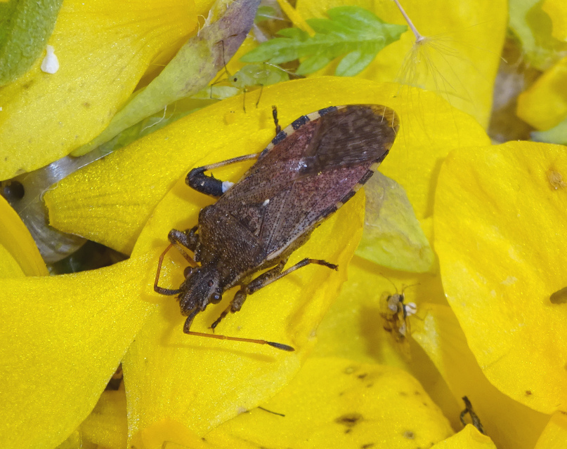 Ceraleptus gracilicornis - tüskéslábú karimáspoloska