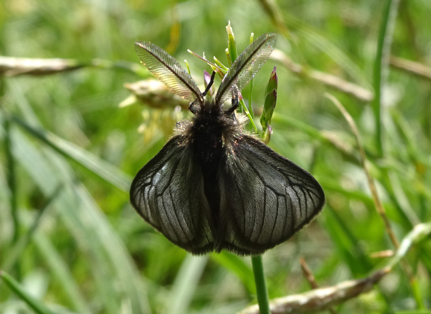 Pentophera morio - réti gyapjaslepke