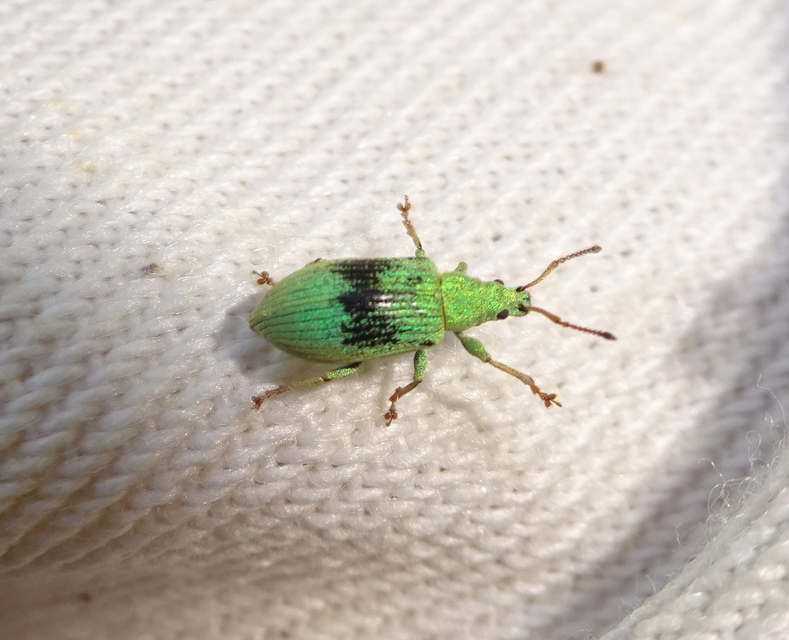 Phyllobius virideaeris - halványzöld levélormányos