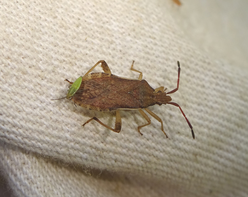 Ceraleptus lividus