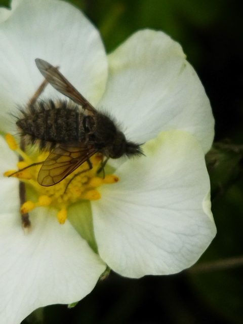 Conophorus