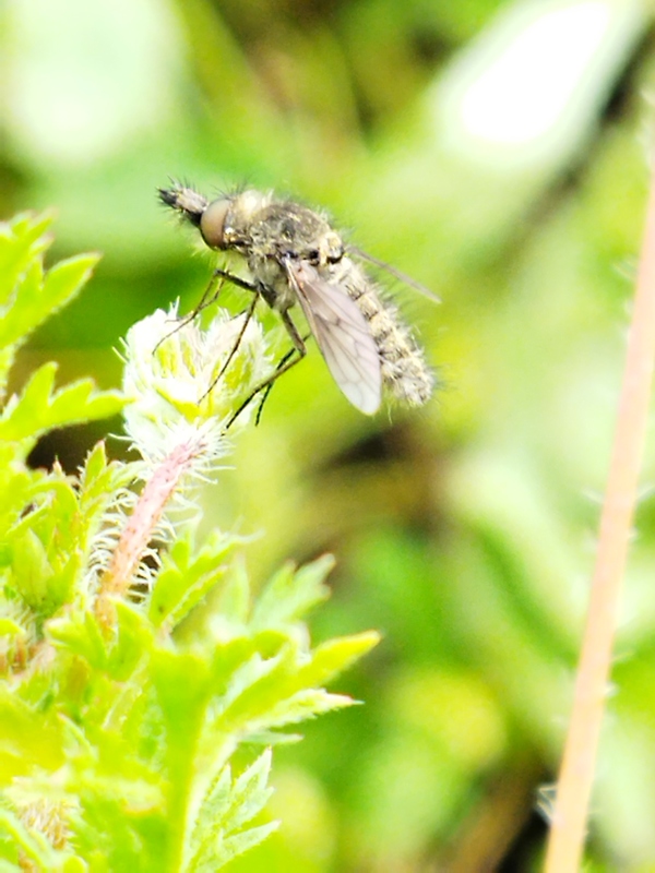 Conophorus