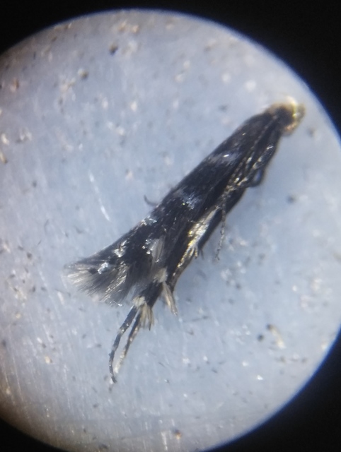 Oxypteryx superbella - ezüstpontos sarlósmoly