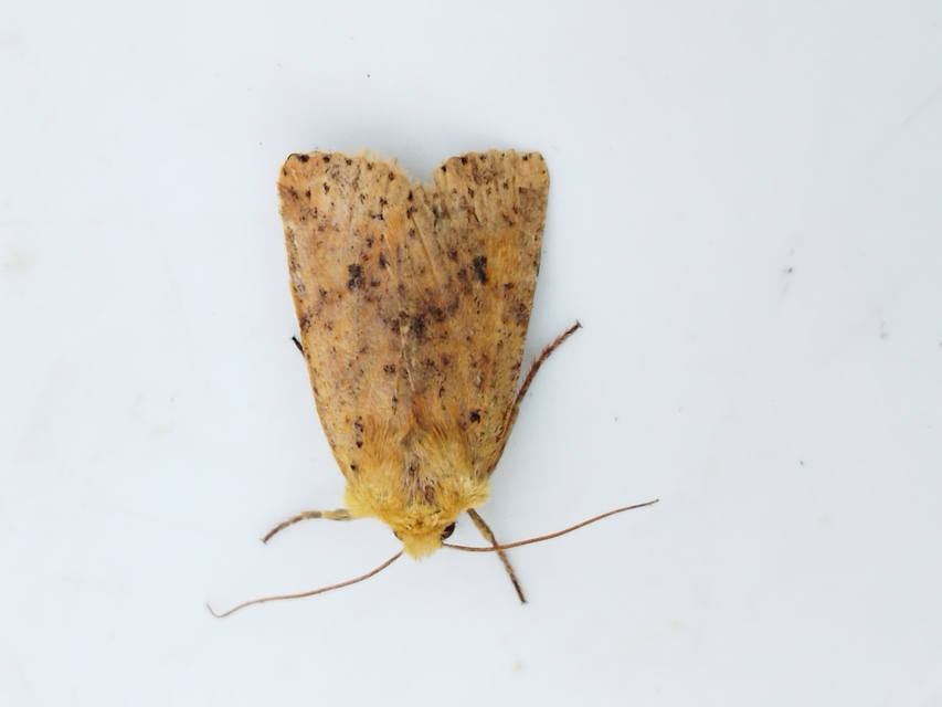 Conistra rubiginea - vörös őszibagoly
