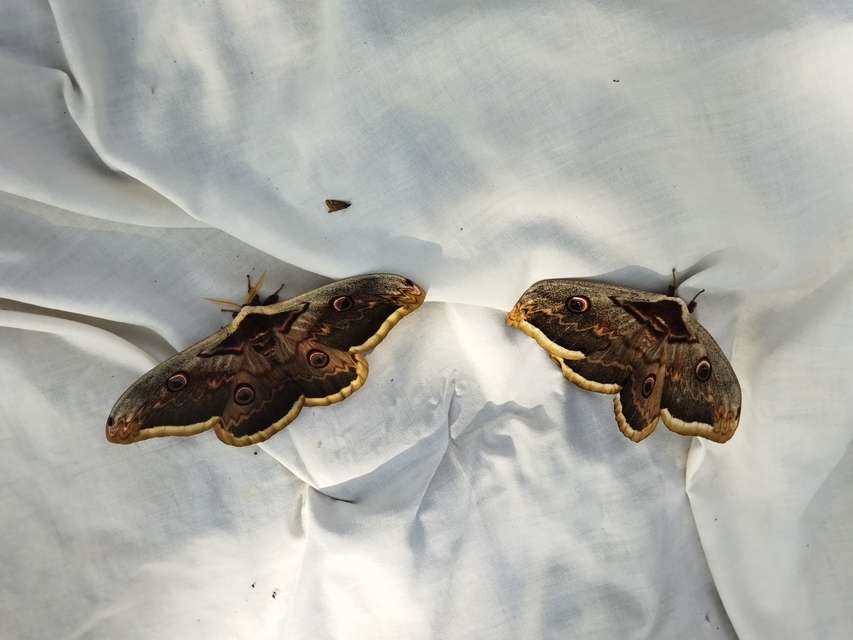Saturnia pyri - nagy pávaszem