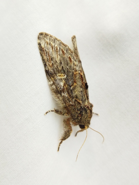 Peridea anceps - füstös púposszövő