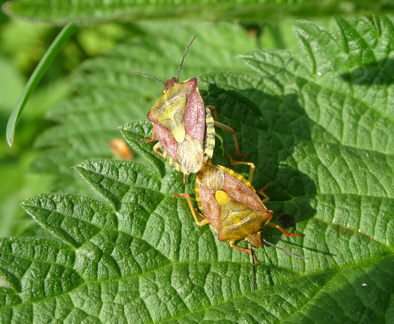Carpocoris purpureipennis - piros gyümölcspoloska Carpocoris purpureipennis - piros gyümölcspoloska