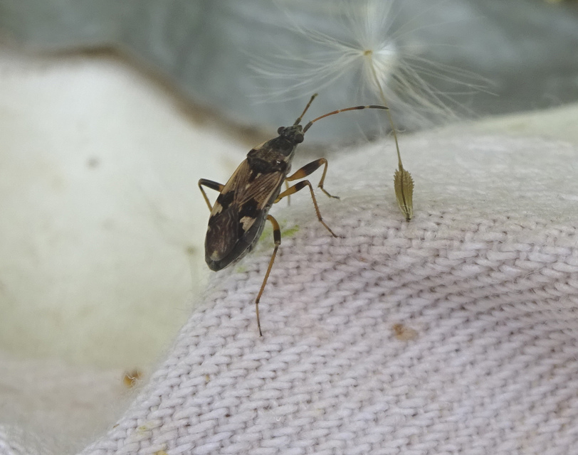 Beosus maritimus - homoki bodobács