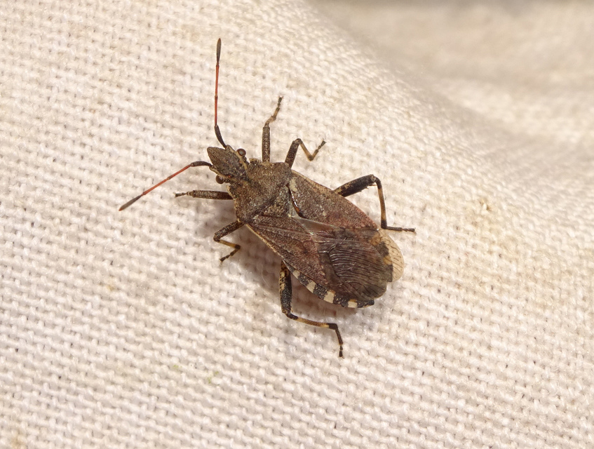 Ceraleptus gracilicornis - tüskéslábú karimáspoloska
