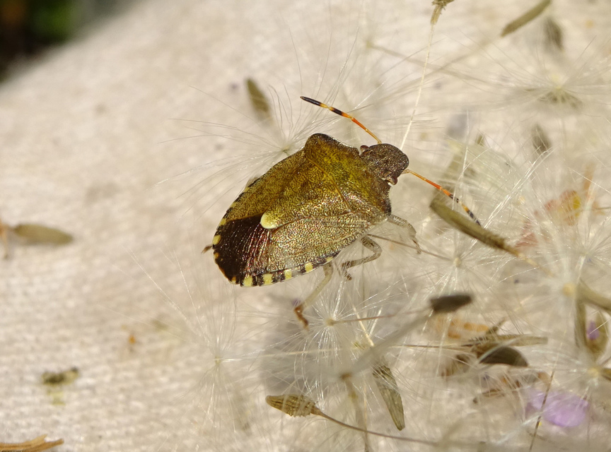 Peribalus strictus - tavaszi címerespoloska Peribalus strictus - tavaszi címerespoloska