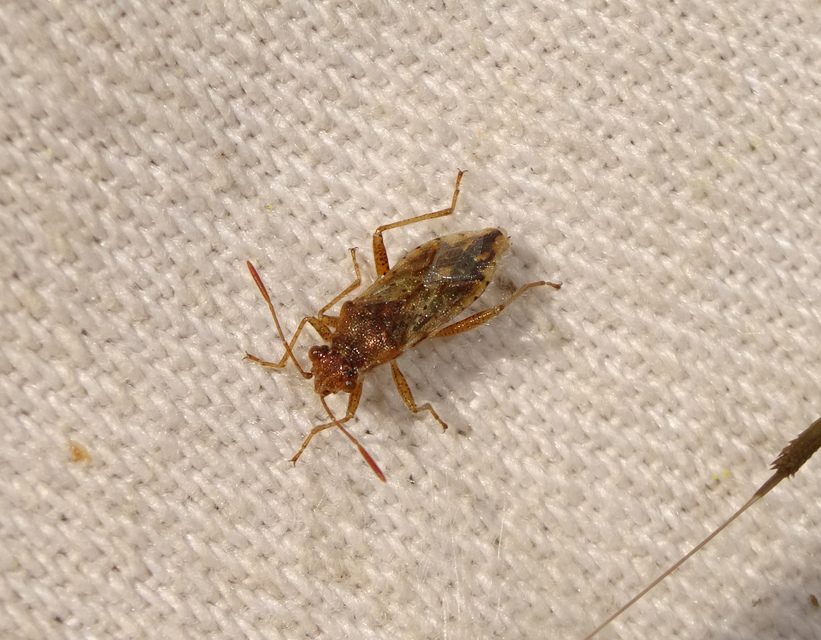 Rhopalus parumpunctatus - közönséges üvegszárnyú-poloska