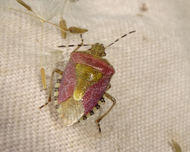 Dolycoris baccarum - közönséges bogyómászó-poloska Dolycoris baccarum - közönséges bogyómászó-poloska