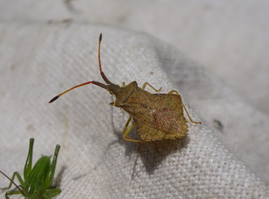 Syromastus rhombeus - vitorlás karimáspoloska