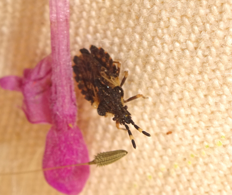 Aradus versicolor - tarka kéregpoloska
