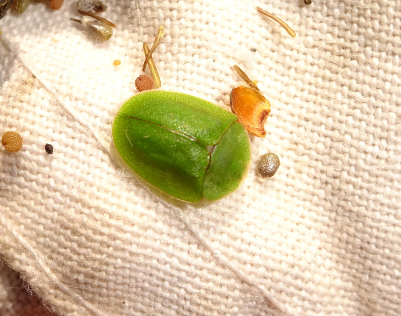 Cassida viridis - zöld pajzsbogár Cassida viridis - zöld pajzsbogár