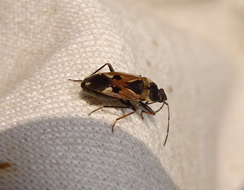 Rhyparochromus vulgaris - közönséges díszesbodobács
