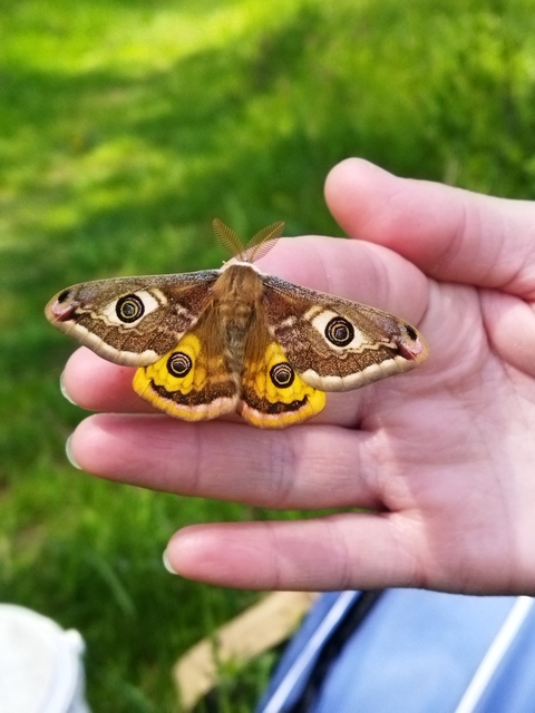 Saturnia pavoniella/pavonia