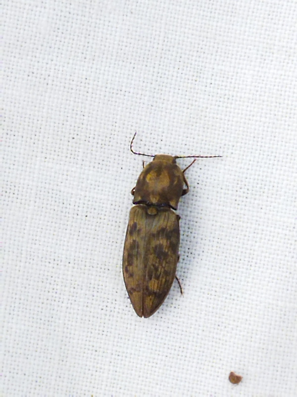 Prosternon chrysocomum - nagy kockáspattanó