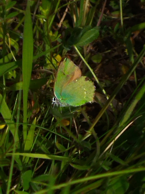 Callophrys rubi - zöldfonákú lepke