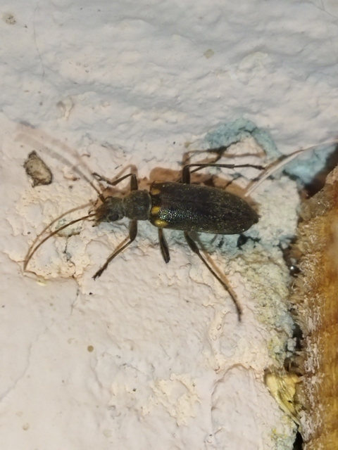 Cortodera humeralis - négyfoltos cserjecincér