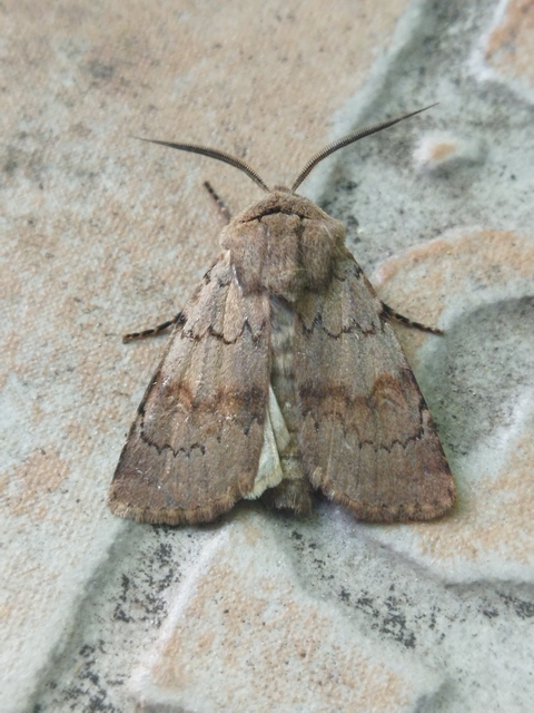 Agrotis cinerea - szürkés földibagoly