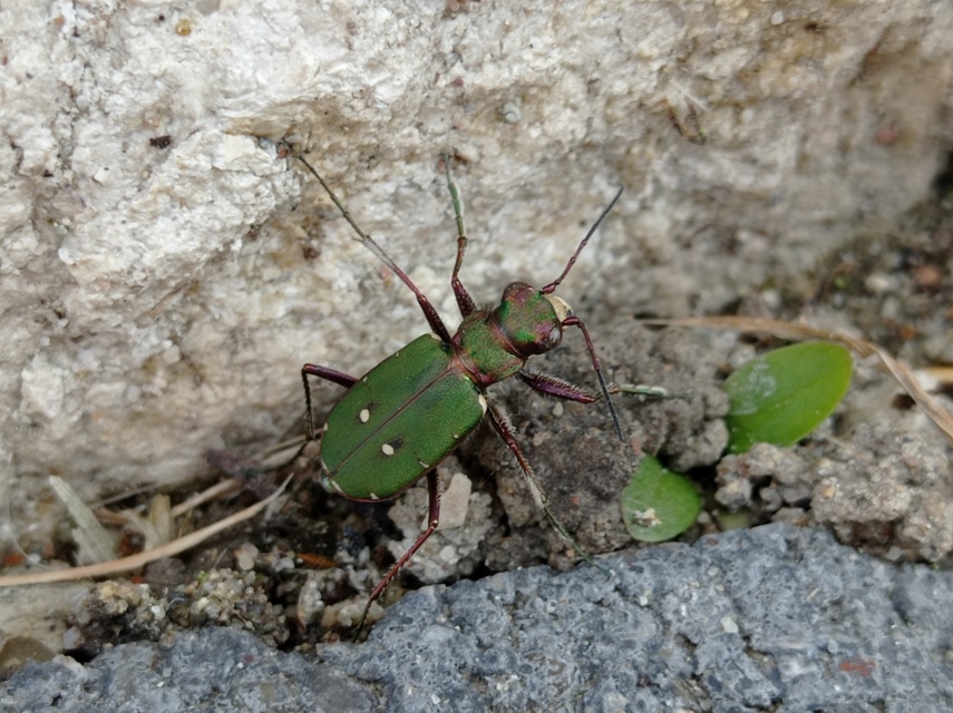 Cicindela campestris - mezei homokfutrinka