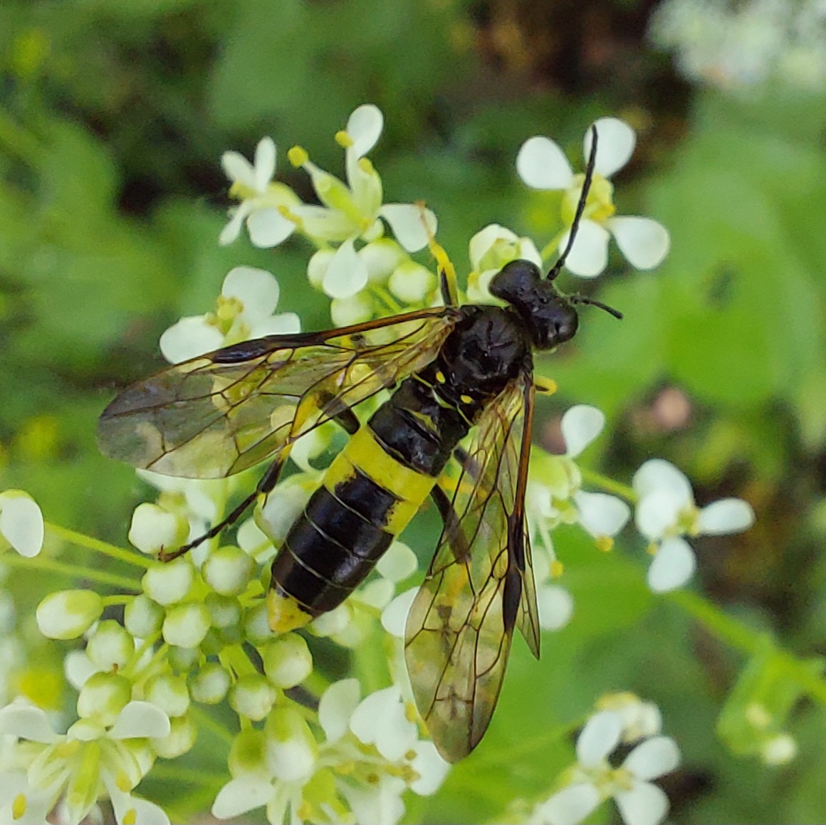 Tenthredo temula