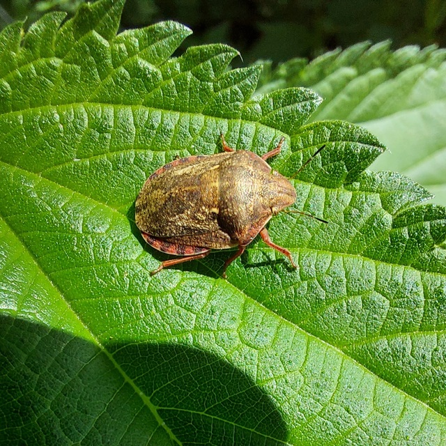 Eurygaster Eurygaster