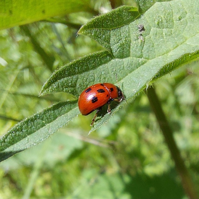 Gonioctena fornicata - közönséges lucernabogár